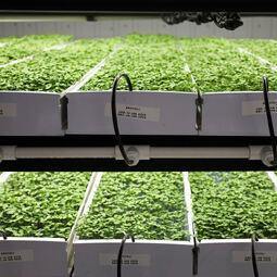 La Cabane Citipouss RestoMontreal.ca