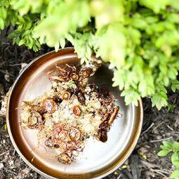 Ratafia RestoMontreal.ca